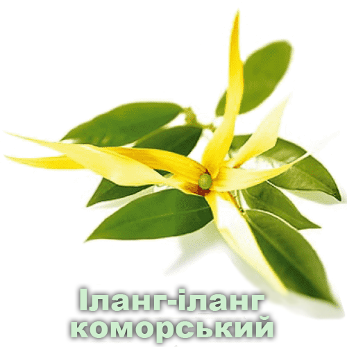іланг-іланг коморський / Cananga odorata hook іланг-іланг коморський / Cananga odorata hook
