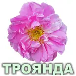 Ефірна олія троянди марокканської Vivasan Ефірна олія троянди марокканської Vivasan