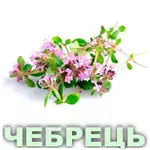 Ефірна олія чебрецю білого французького Vivasan Ефірна олія чебрецю білого французького Vivasan