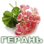 Эфирное масло герани египетской Vivasan Эфирное масло герани египетской Vivasan