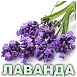 Эфирное масло лаванды французской Vivasan Эфирное масло лаванды французской Vivasan