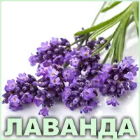 Эфирное масло лаванды французской Vivasan Эфирное масло лаванды французской Vivasan