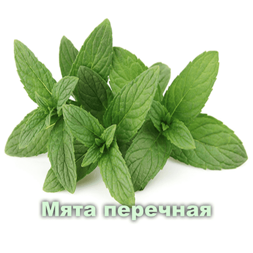 Мята перечная / Mentha arvensis L. Мята перечная / Mentha arvensis L.