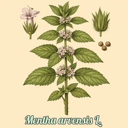Мята перечная / Mentha arvensis L. Мята перечная / Mentha arvensis L.